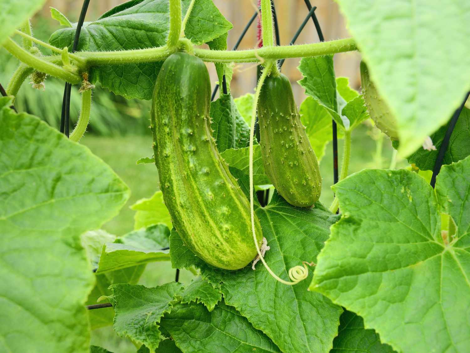 cucumber